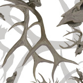 Camouflage film Deer Antlers A024